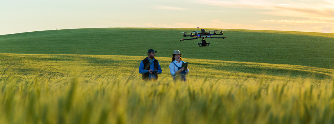 two people fly a drone in a field of ears
