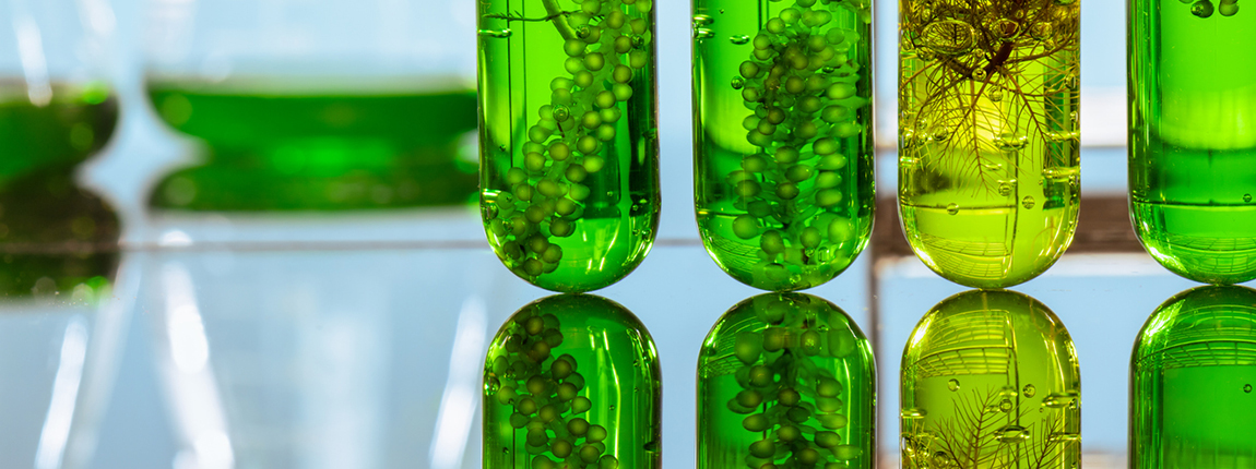immagine di ampolle da laboratorio con piante