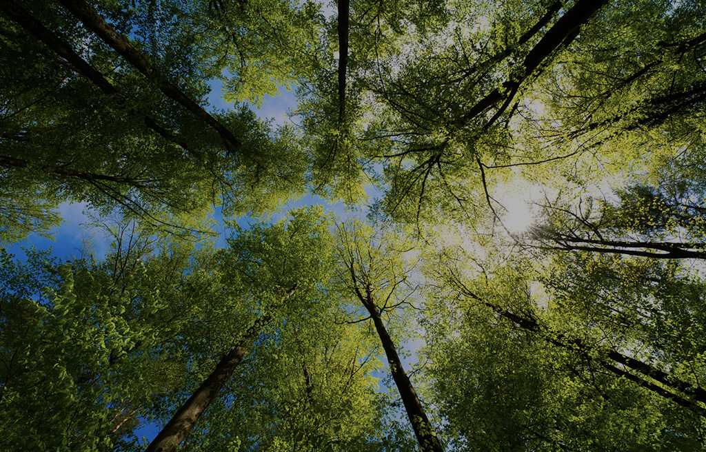 alberi visti dal basso