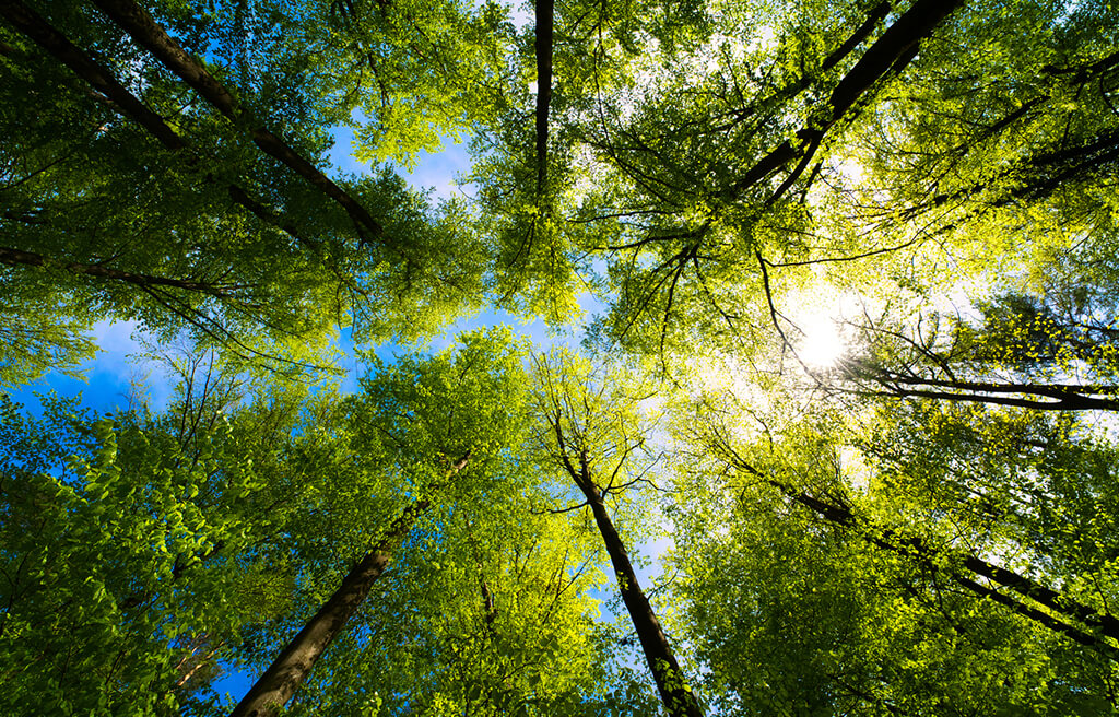Alberi